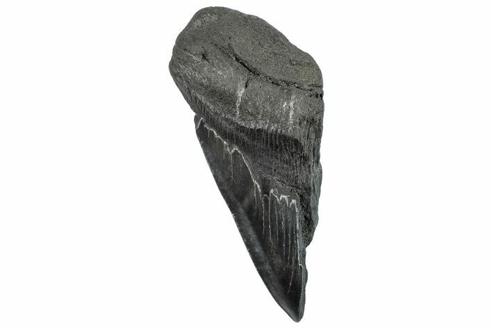 Partial Fossil Megalodon Tooth - South Carolina #296125